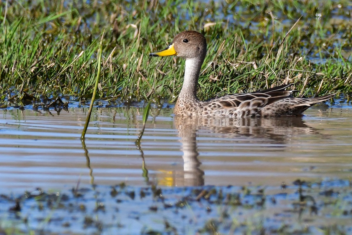 Yellow-billed Pintail - ML625395323