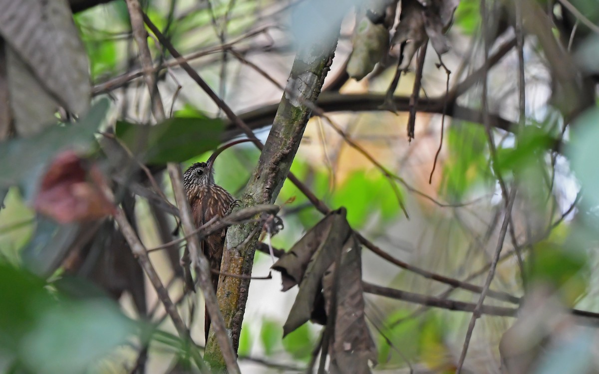 Xingu Scythebill - ML625395364