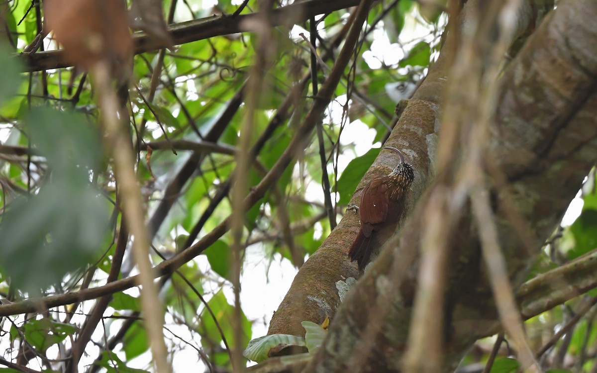 Xingu Scythebill - ML625395365