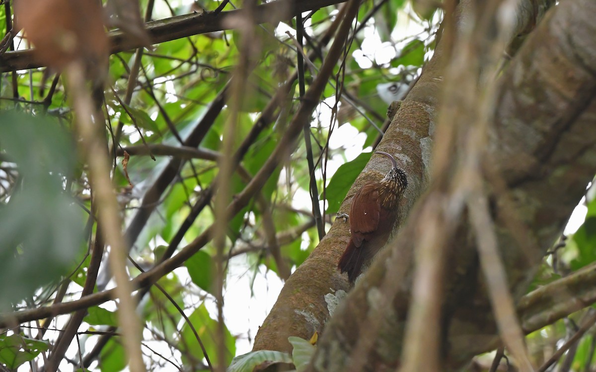 Xingu Scythebill - ML625395366