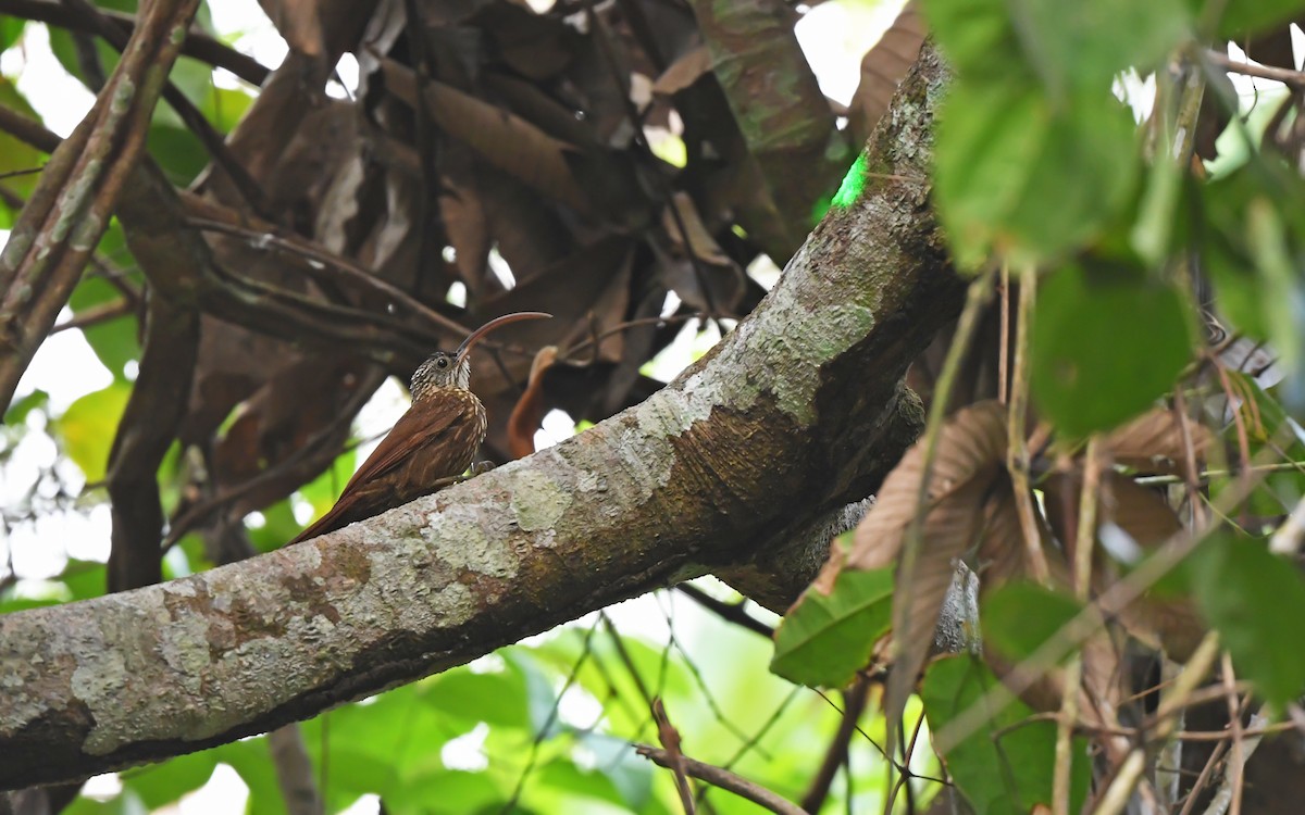 Xingu Scythebill - ML625395367