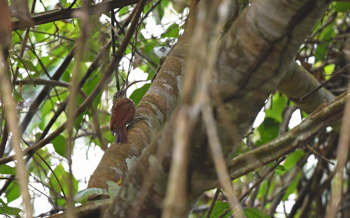 Xingu Scythebill - ML625395368