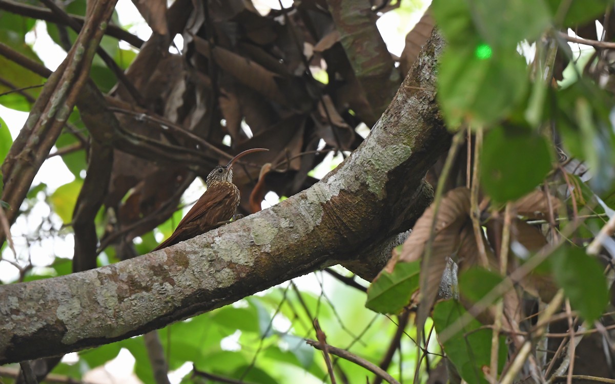 Xingu Scythebill - ML625395369