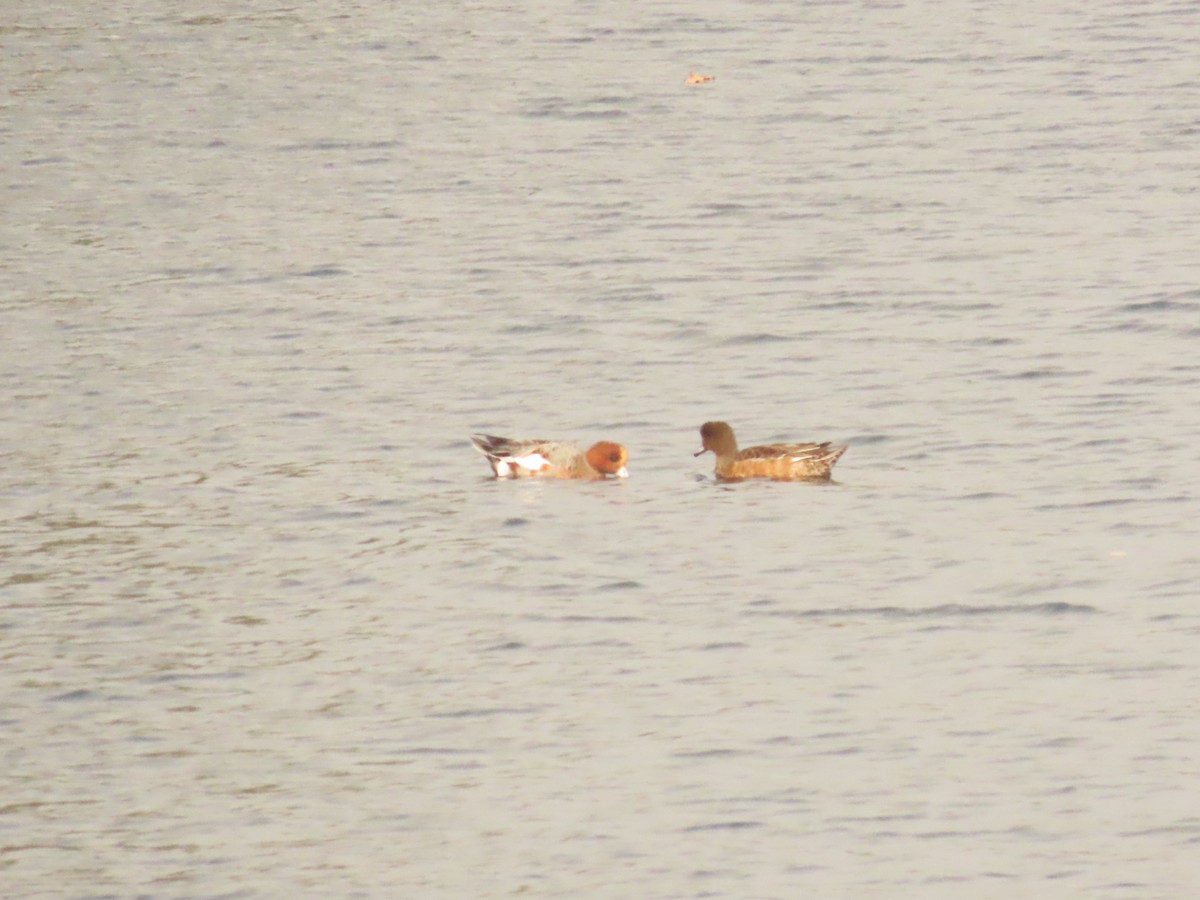 Eurasian Wigeon - ML625395381