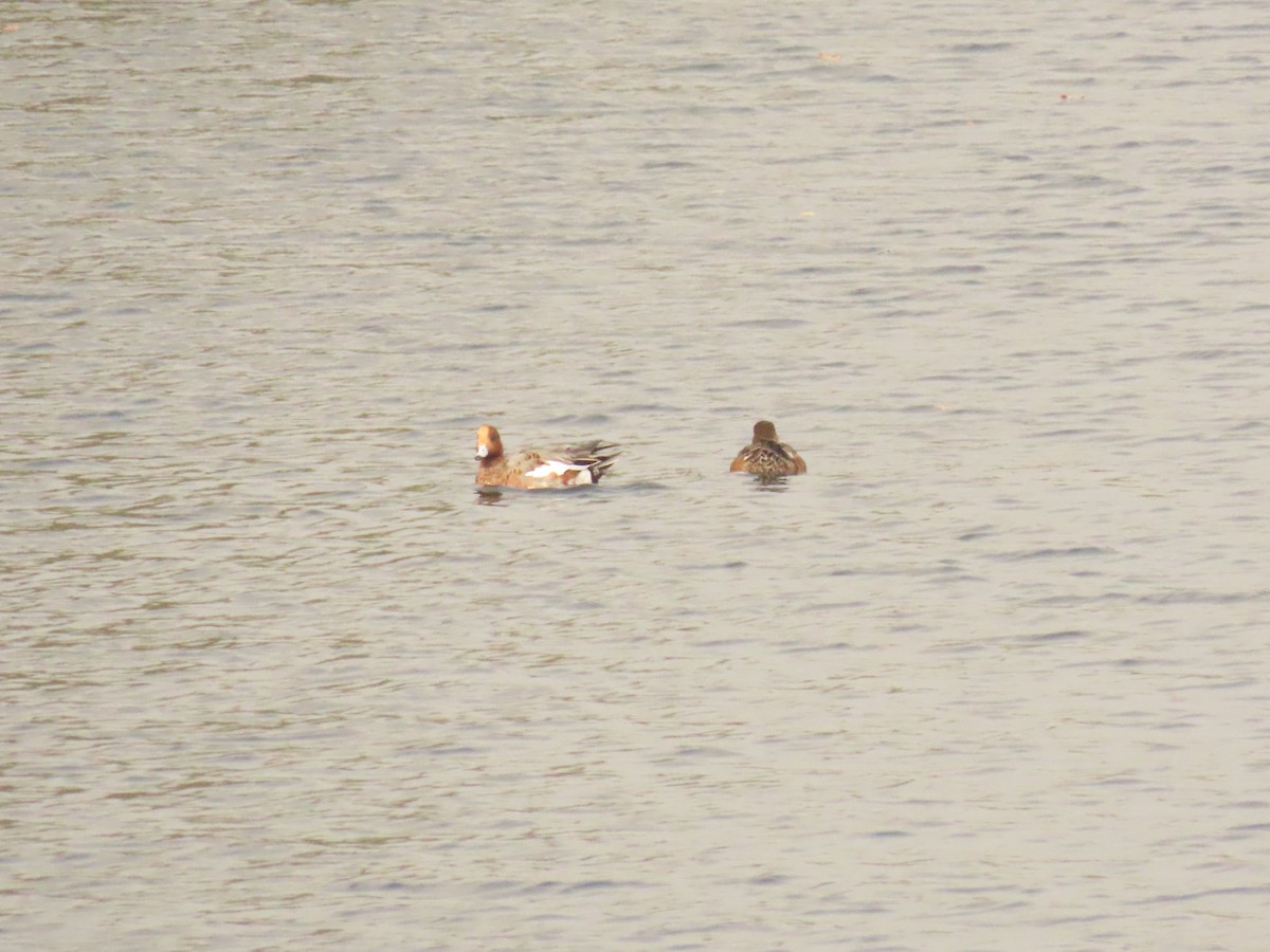 Eurasian Wigeon - ML625395382