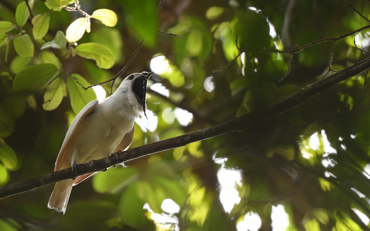 White Bellbird - Christoph Moning