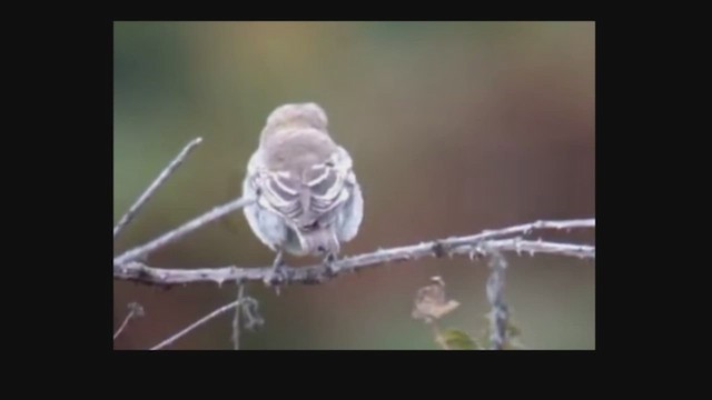 חנקן אדום-ראש - ML625395581