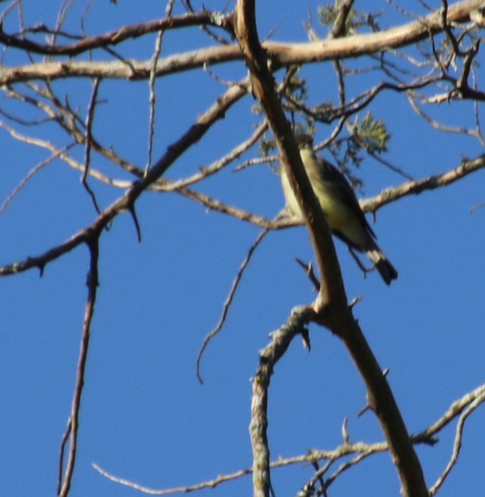 Yellow-billed Cuckoo - ML625395603