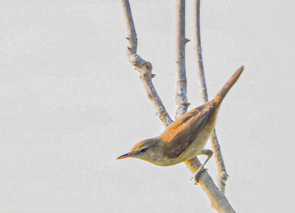 Clamorous Reed Warbler - ML625395606