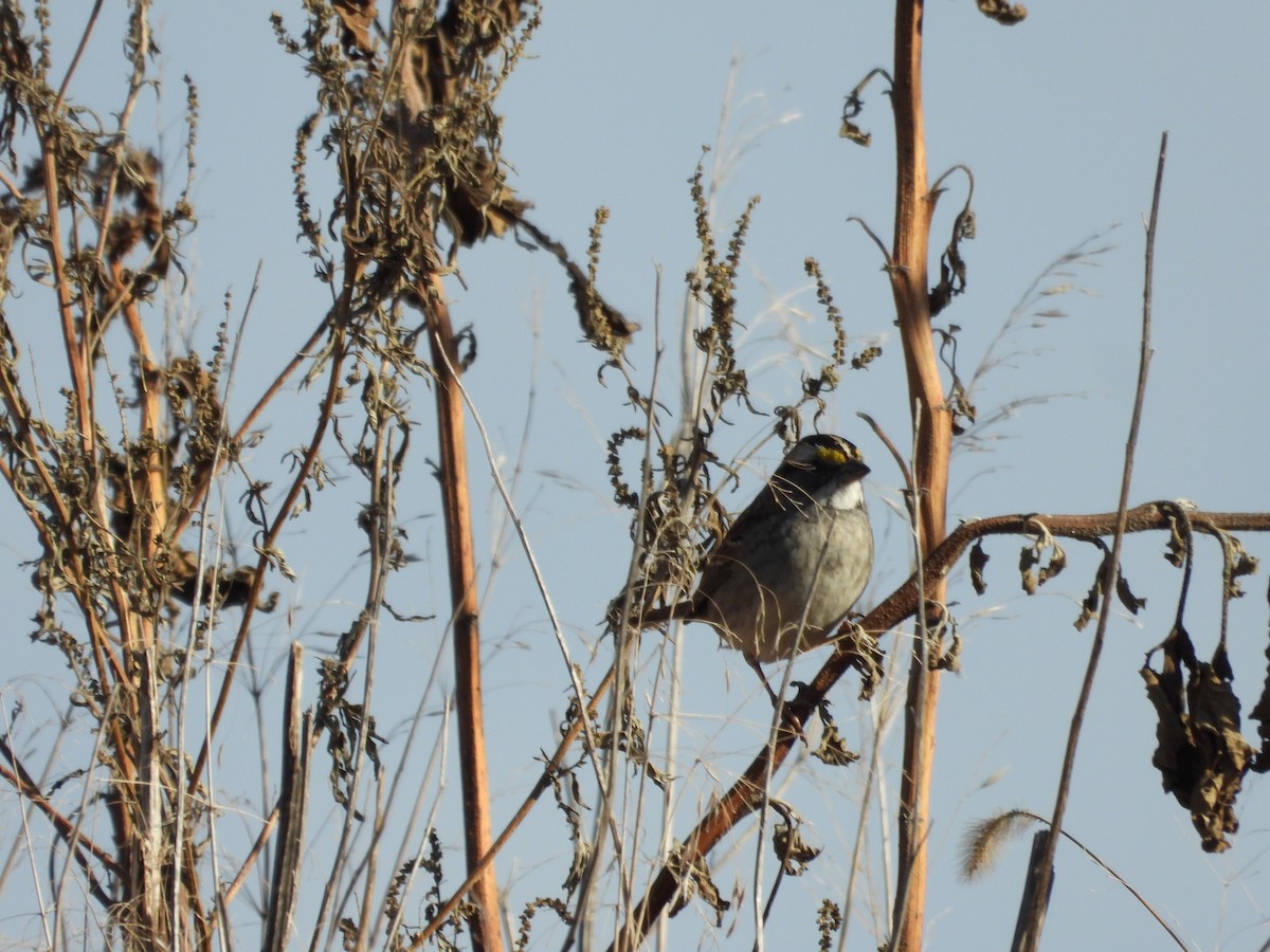 White-throated Sparrow - Monica Rose