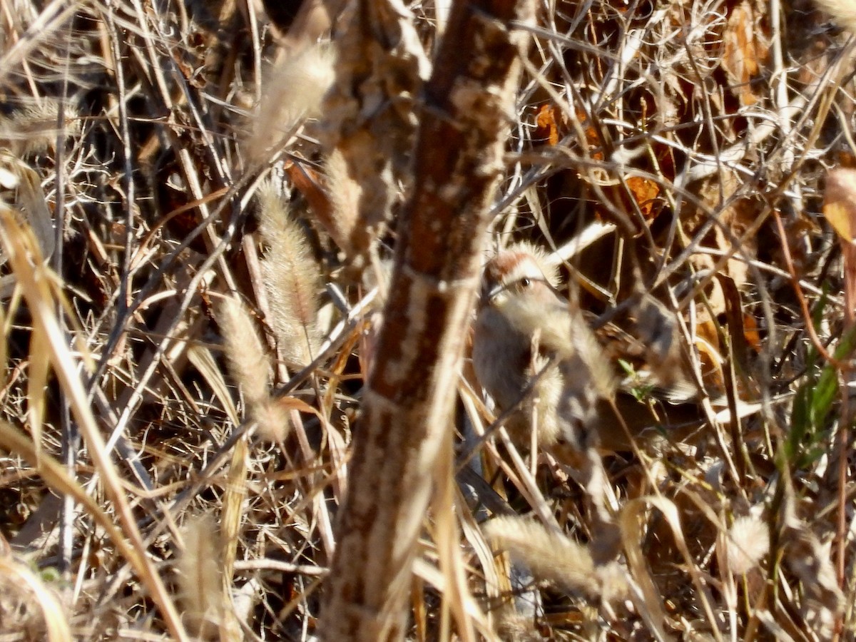 American Tree Sparrow - ML625395684