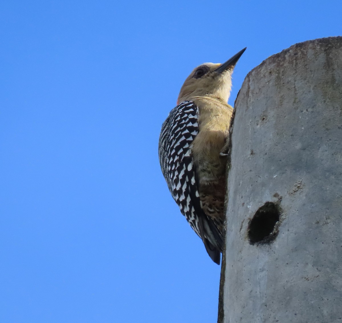 Red-crowned Woodpecker - Edward Pullen