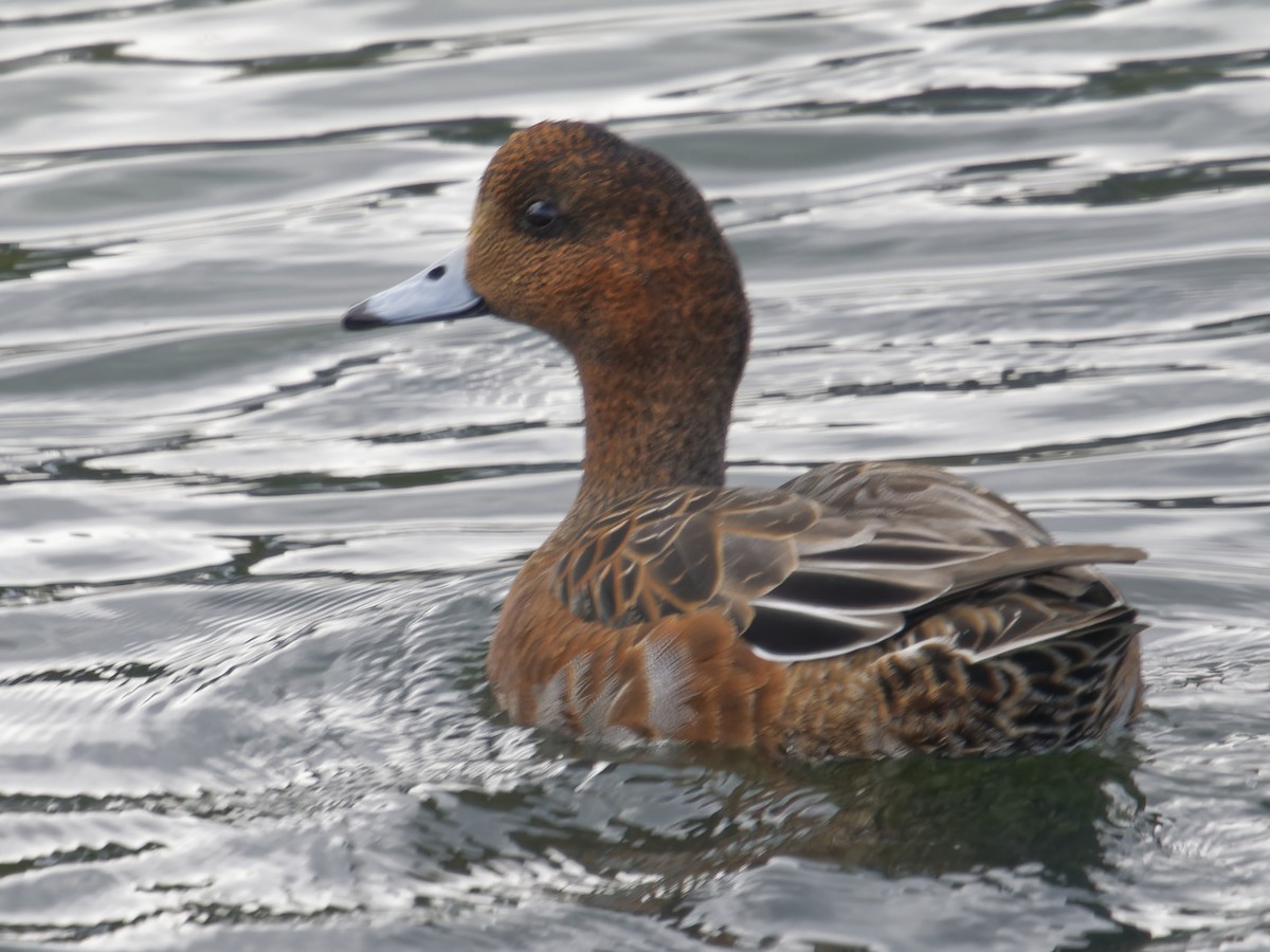 Eurasian Wigeon - Edith Holden