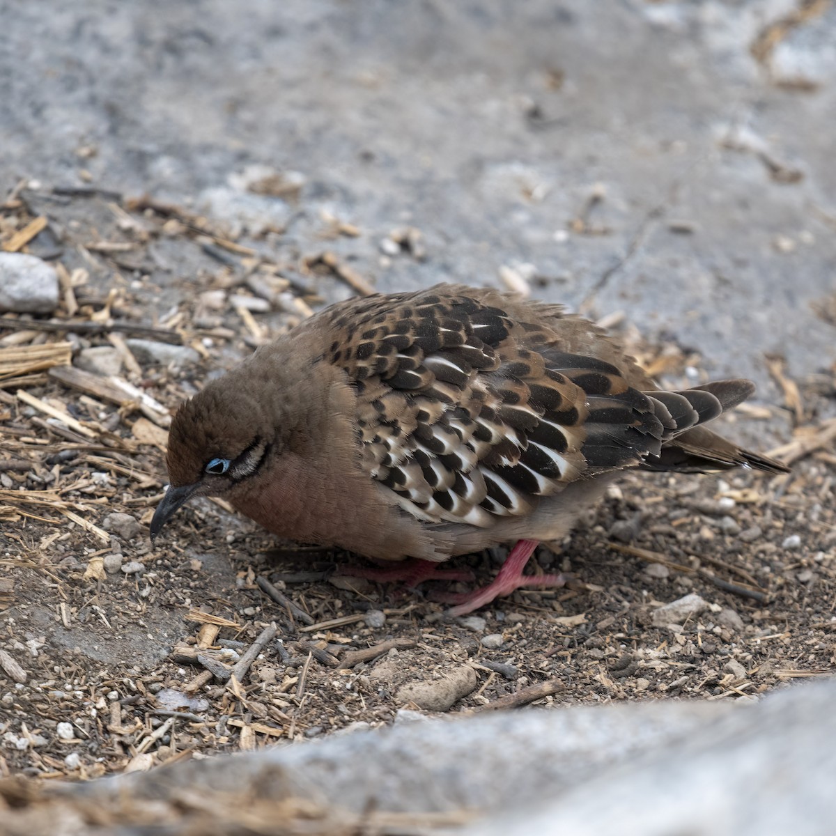 Galapagos Kumrusu - ML625395753