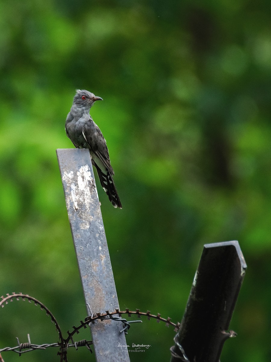 Gray-bellied Cuckoo - ML625395766