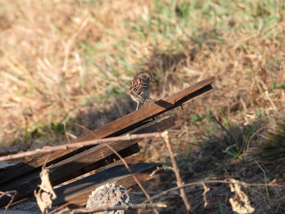 Field Sparrow - Monica Rose