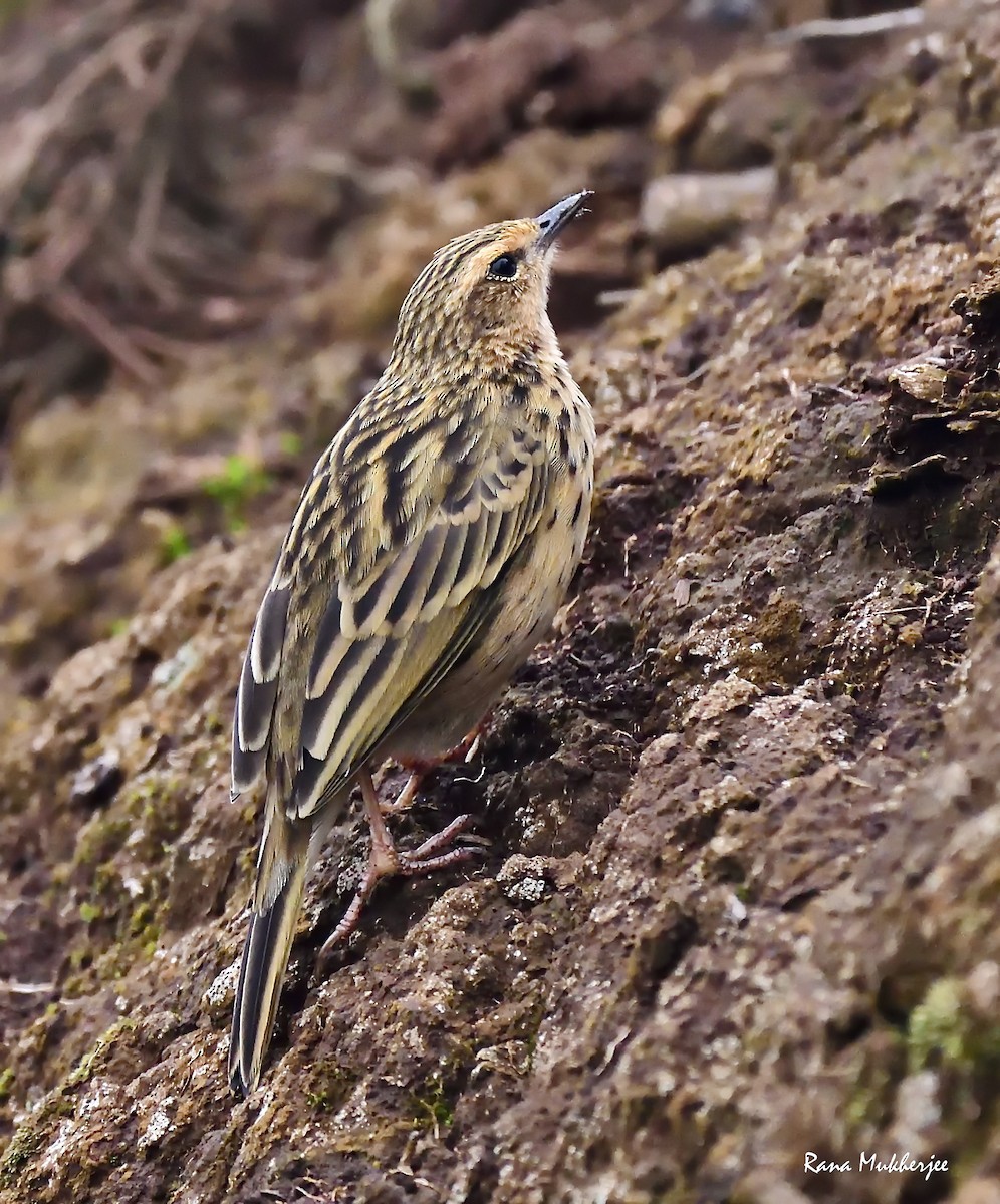 Nilgiri Pipit - Rana Mukherjee