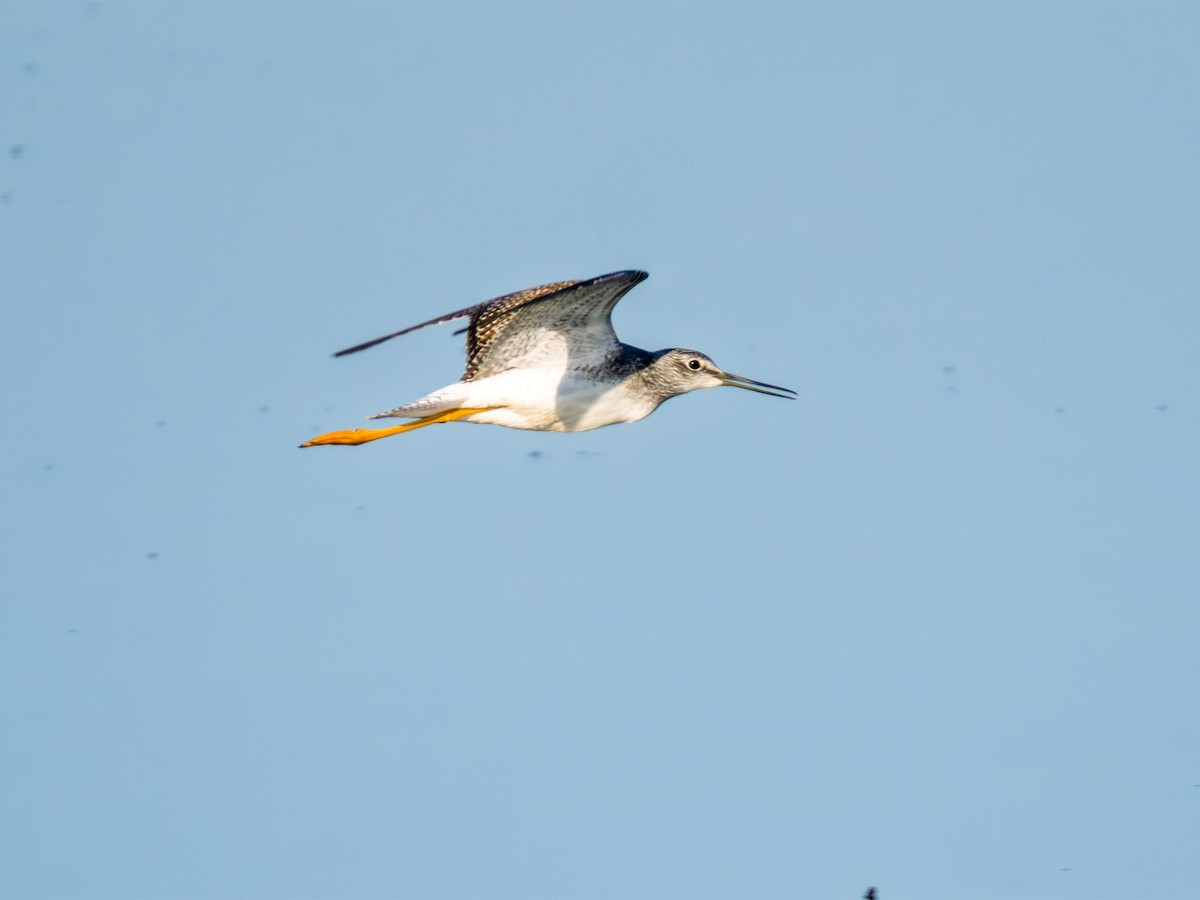 Lesser/Greater Yellowlegs - ML625395943