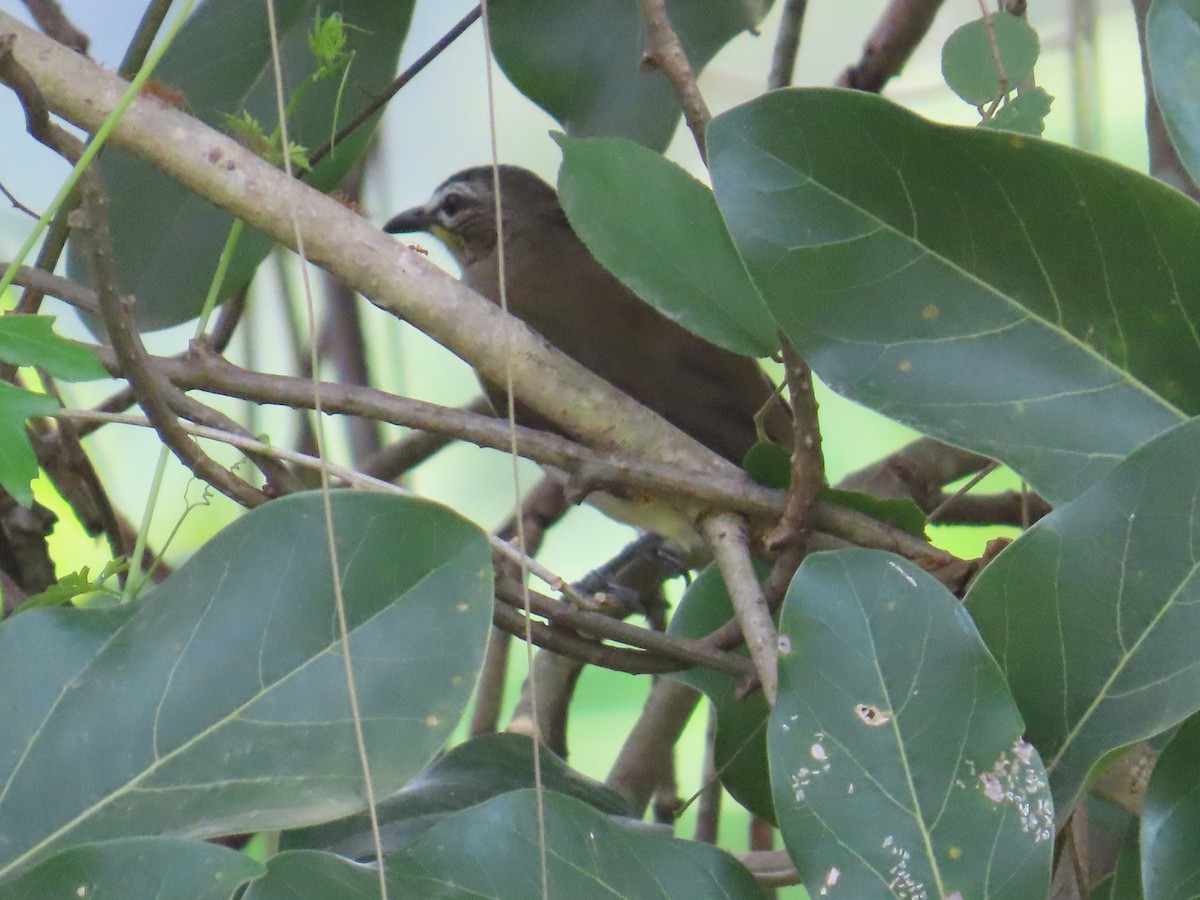 White-browed Bulbul - ML625395953