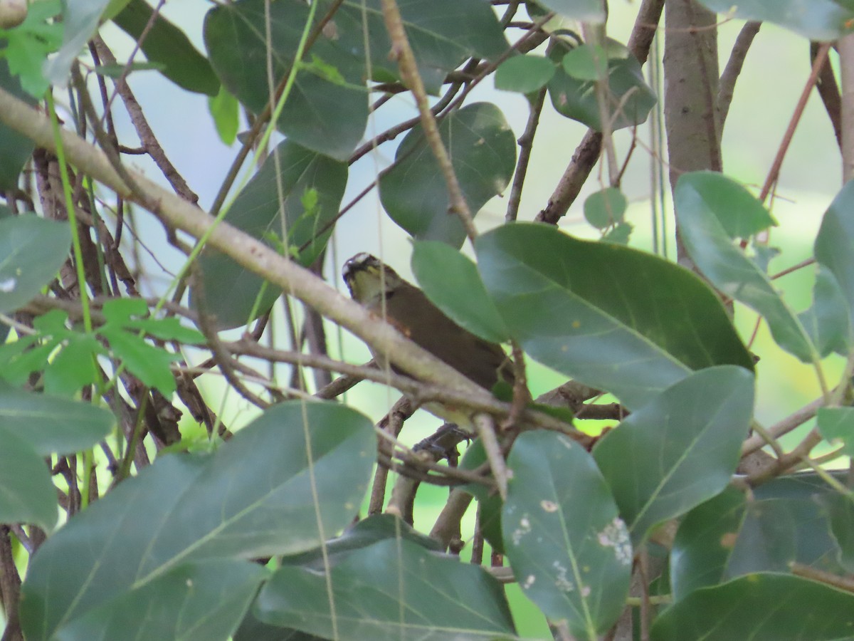 White-browed Bulbul - ML625395954