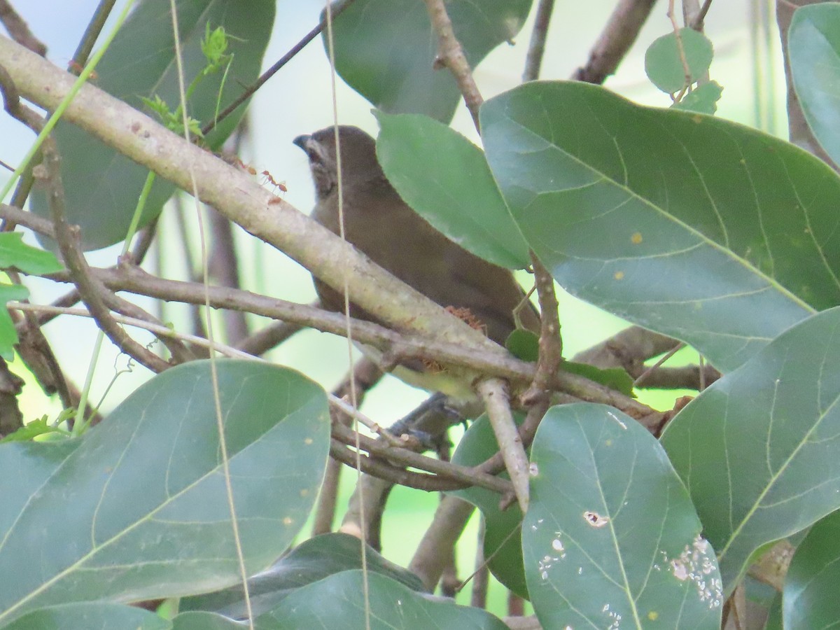 White-browed Bulbul - ML625395955