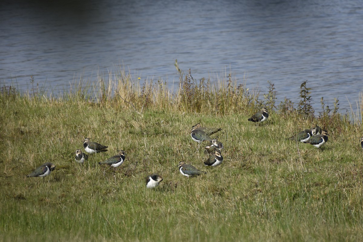 Northern Lapwing - ML625395978