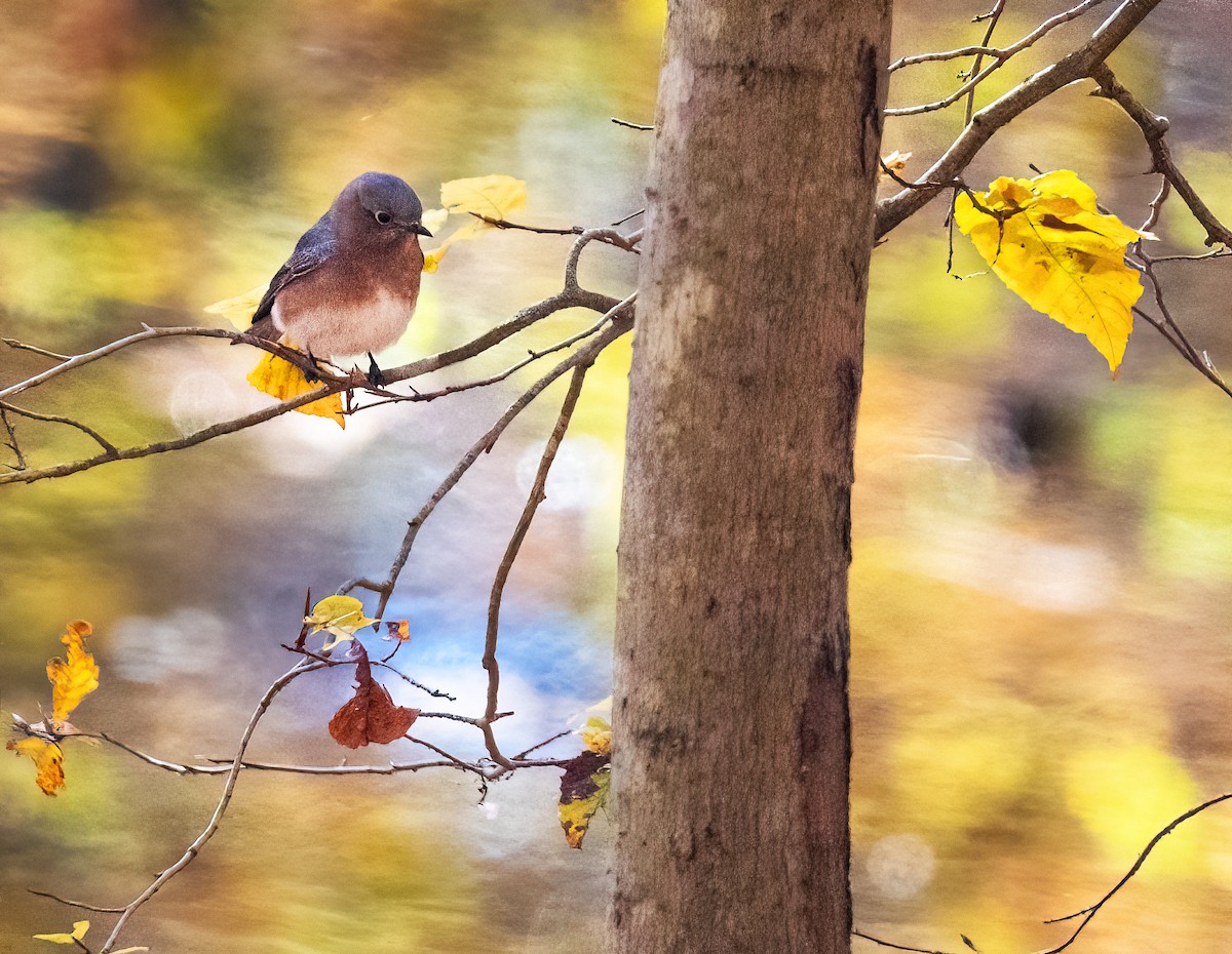 Eastern Bluebird - ML625396063