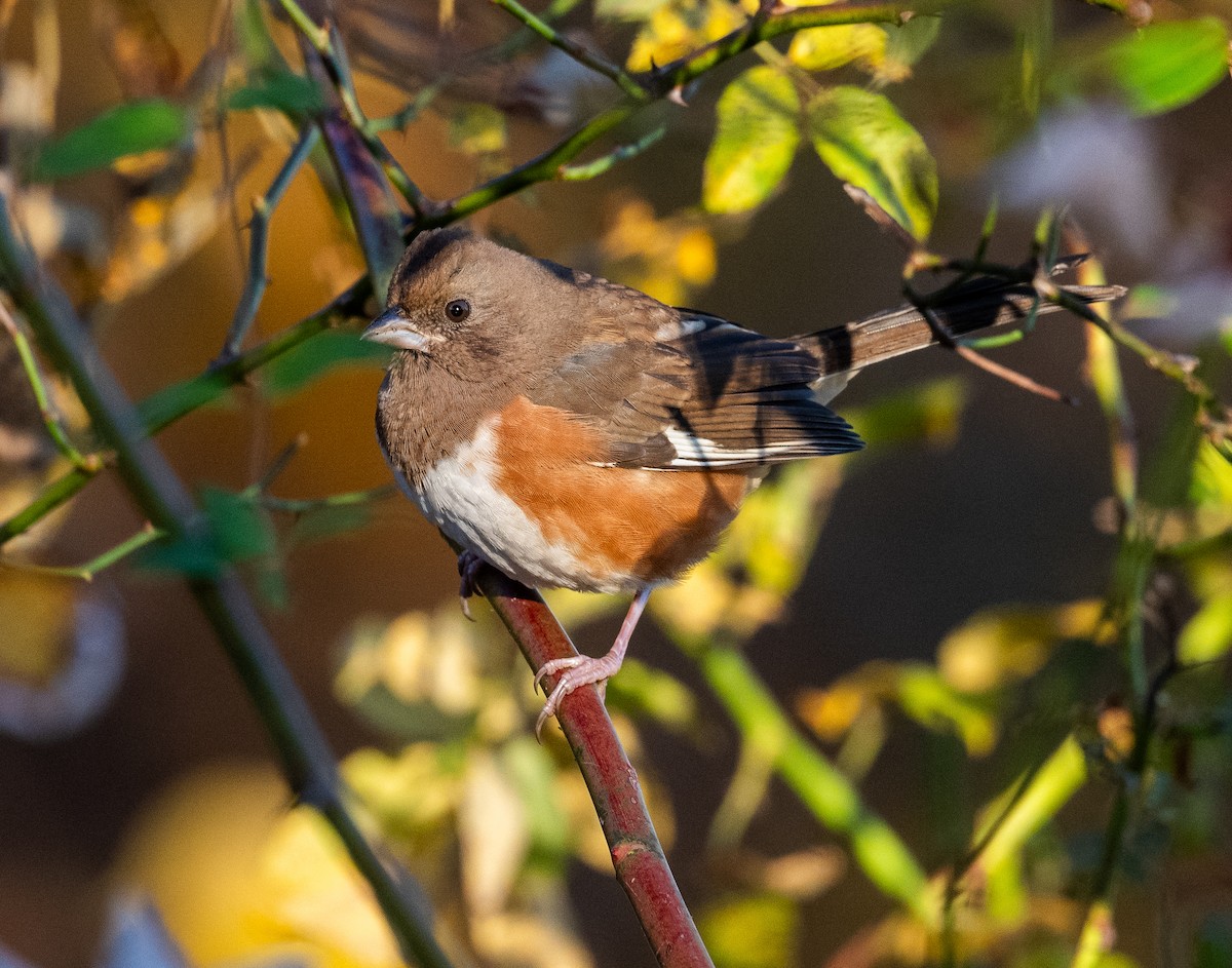 Eastern Towhee - ML625396083