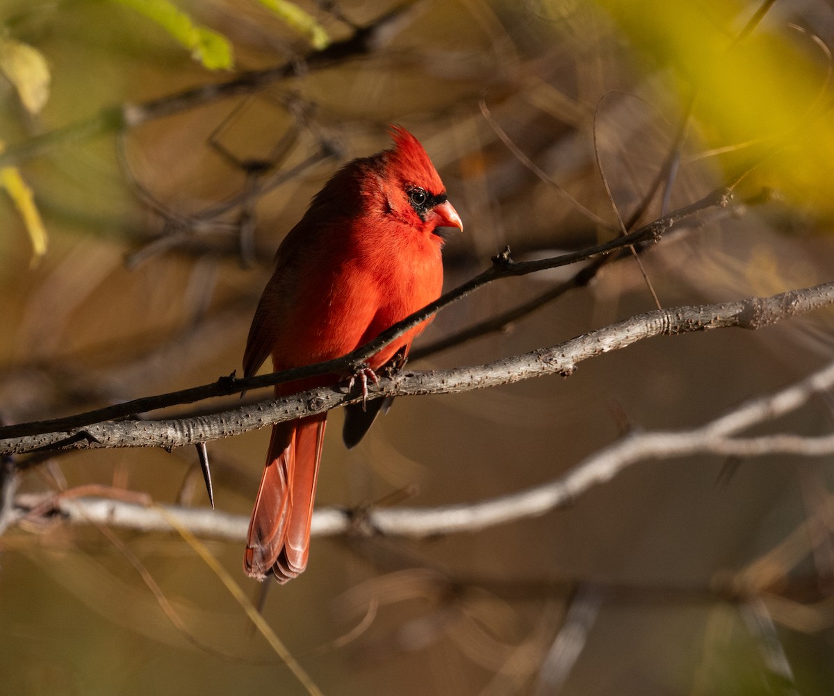 Northern Cardinal - ML625396088