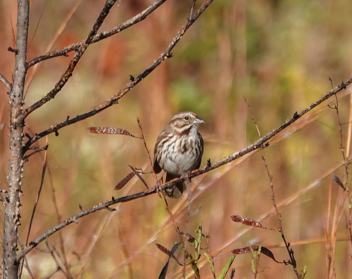 Song Sparrow - ML625396089