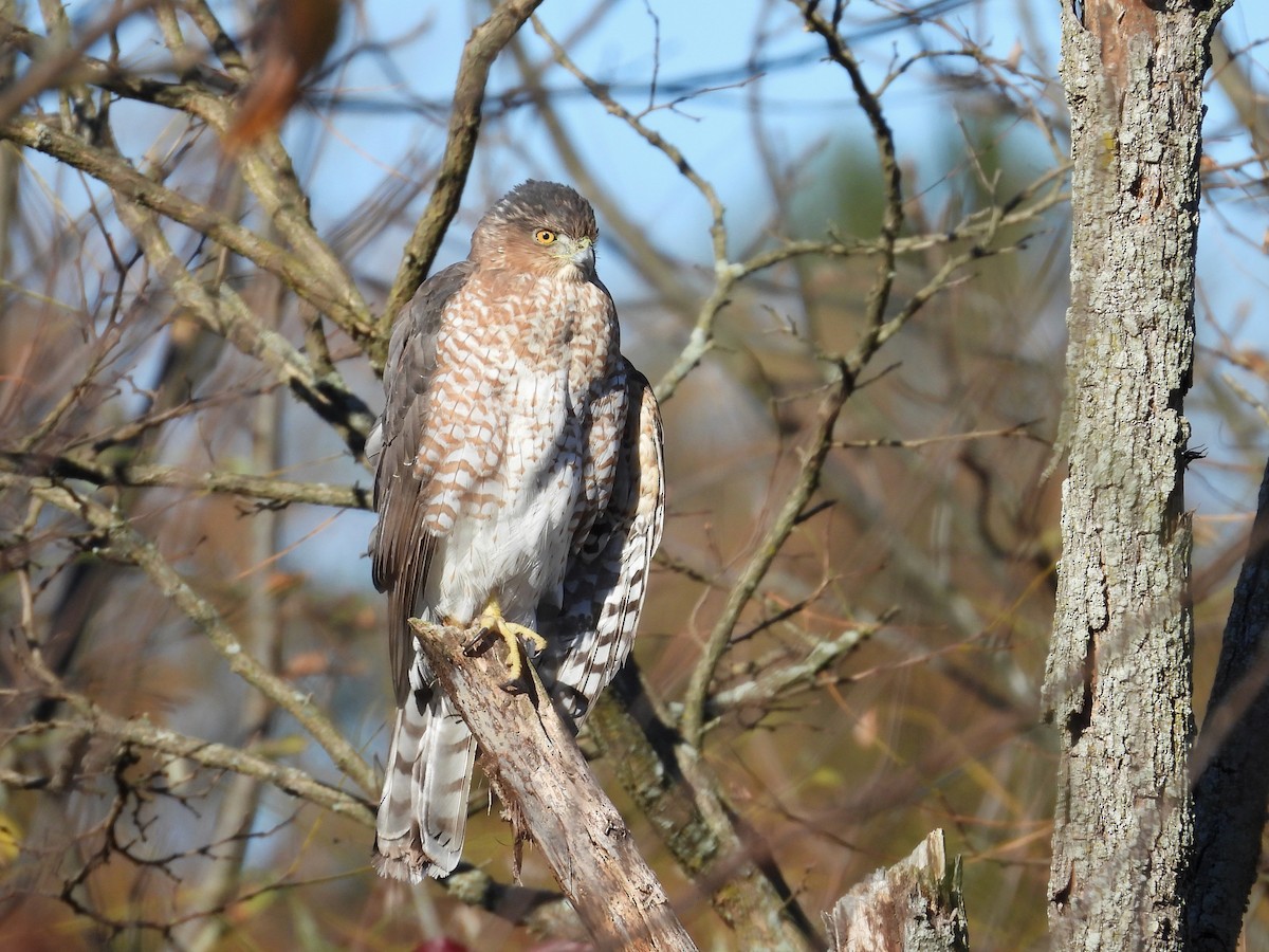 Cooper's Hawk - ML625396121