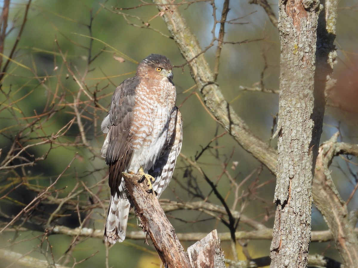 Cooper's Hawk - ML625396126