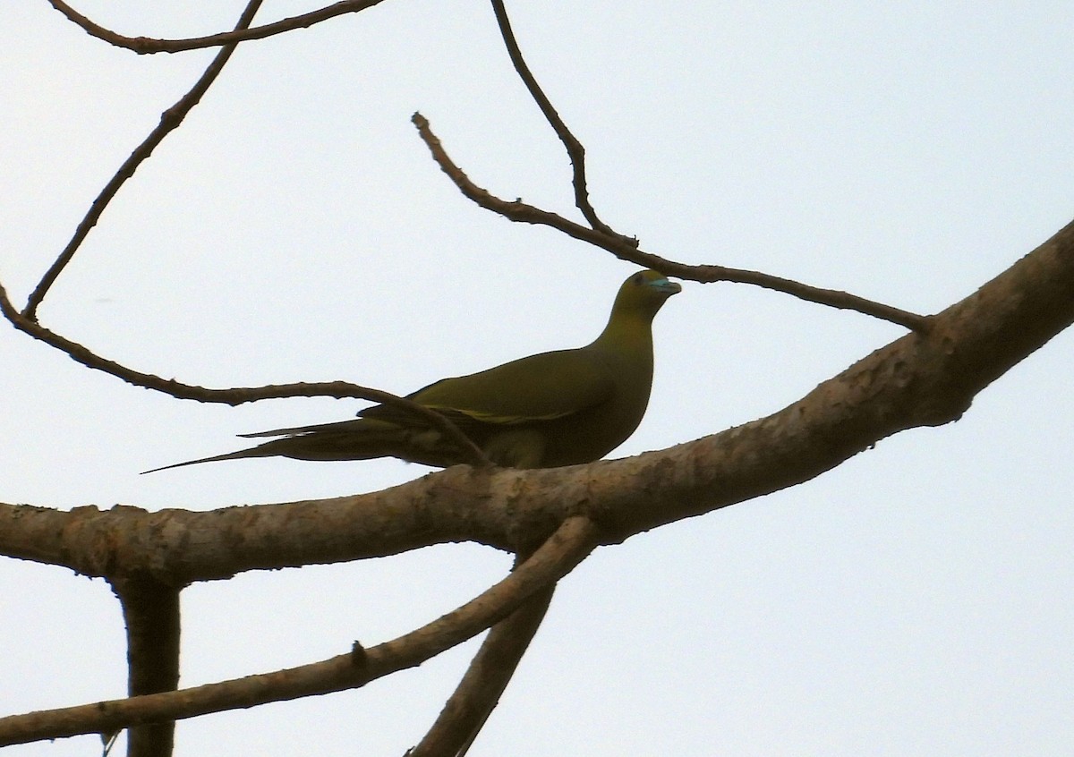 Pin-tailed Green-Pigeon - Karen Halliday