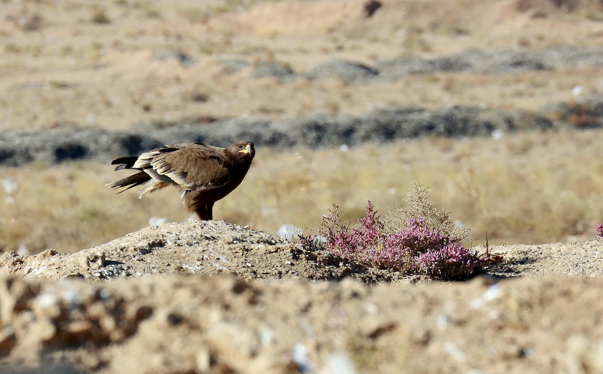 Steppe Eagle - ML625396206