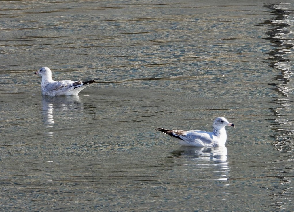 Ring-billed Gull - ML625396220