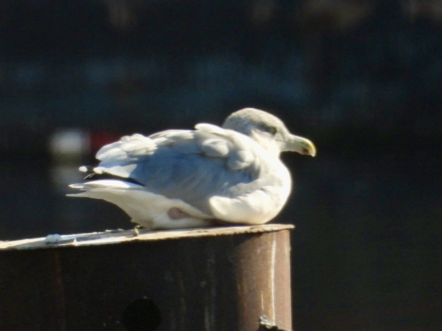 American Herring Gull - ML625396221