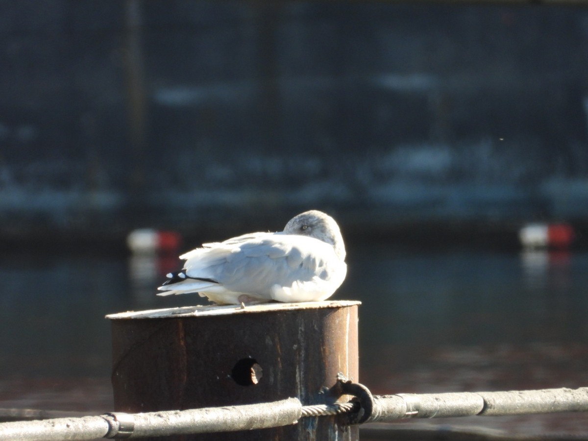 American Herring Gull - ML625396222