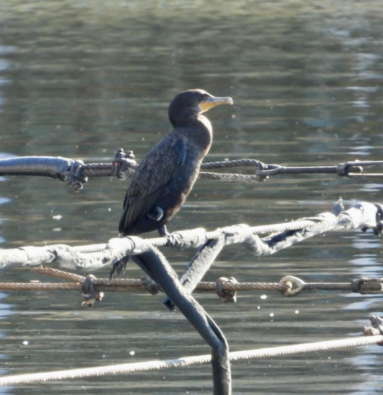 Double-crested Cormorant - ML625396224