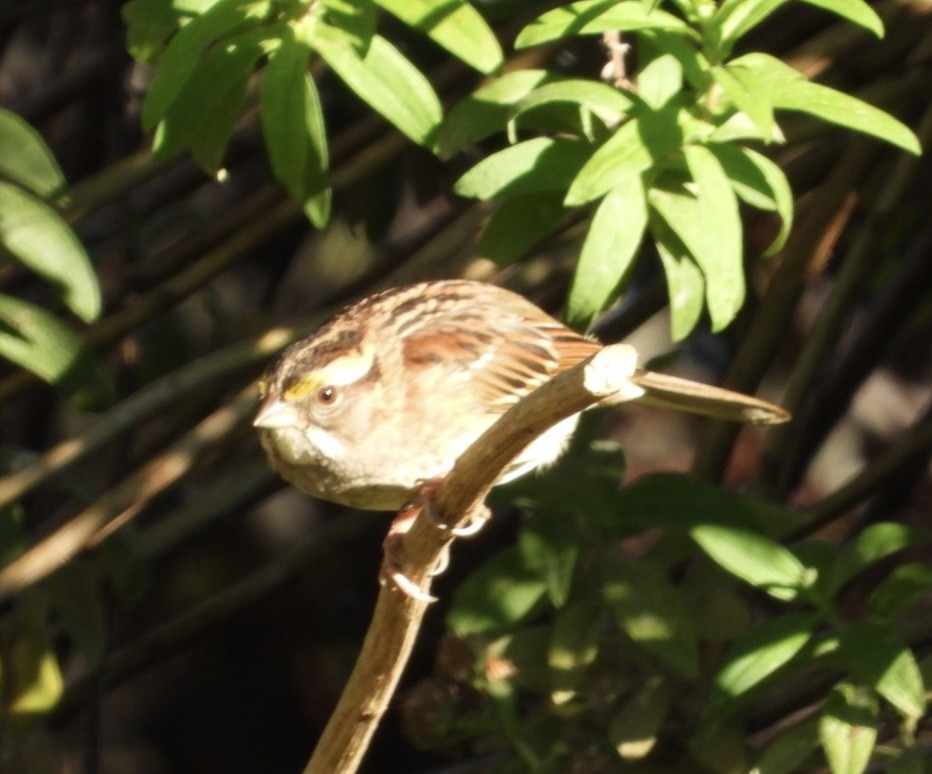 White-throated Sparrow - ML625396230