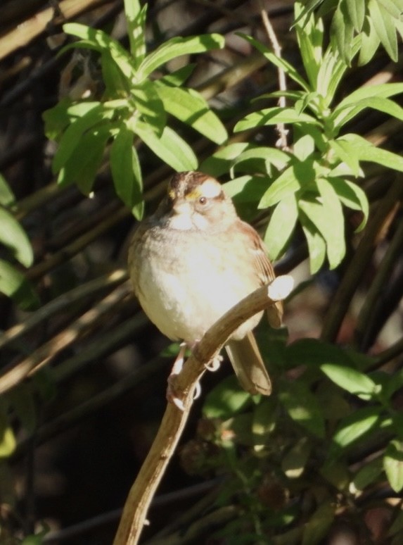 White-throated Sparrow - ML625396231