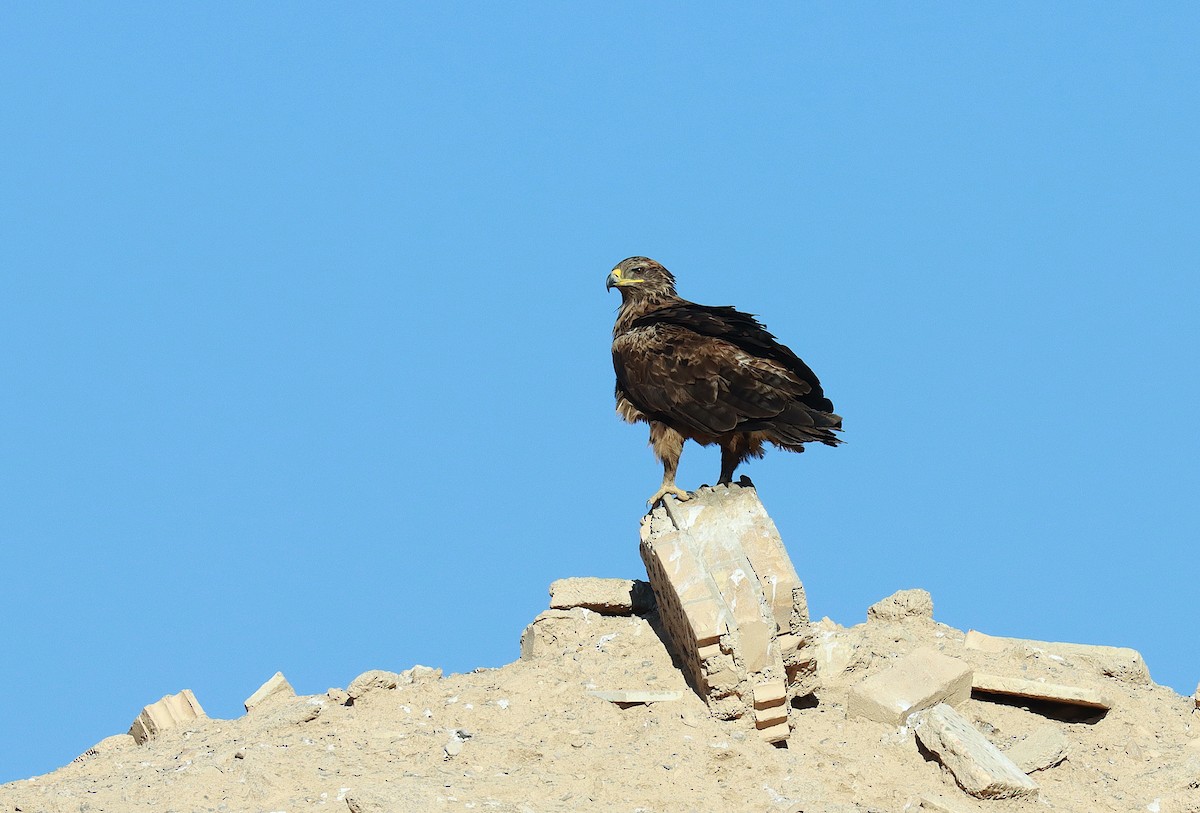 Steppe Eagle - ML625396235