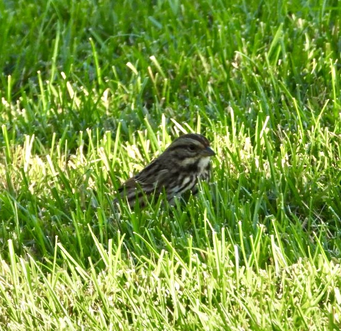 Song Sparrow - ML625396237