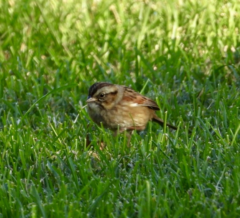 Swamp Sparrow - ML625396245