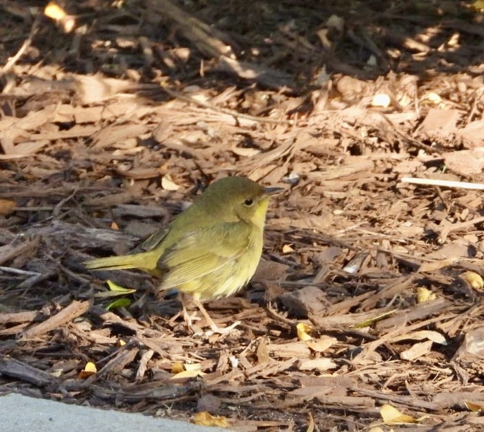 Common Yellowthroat - ML625396251