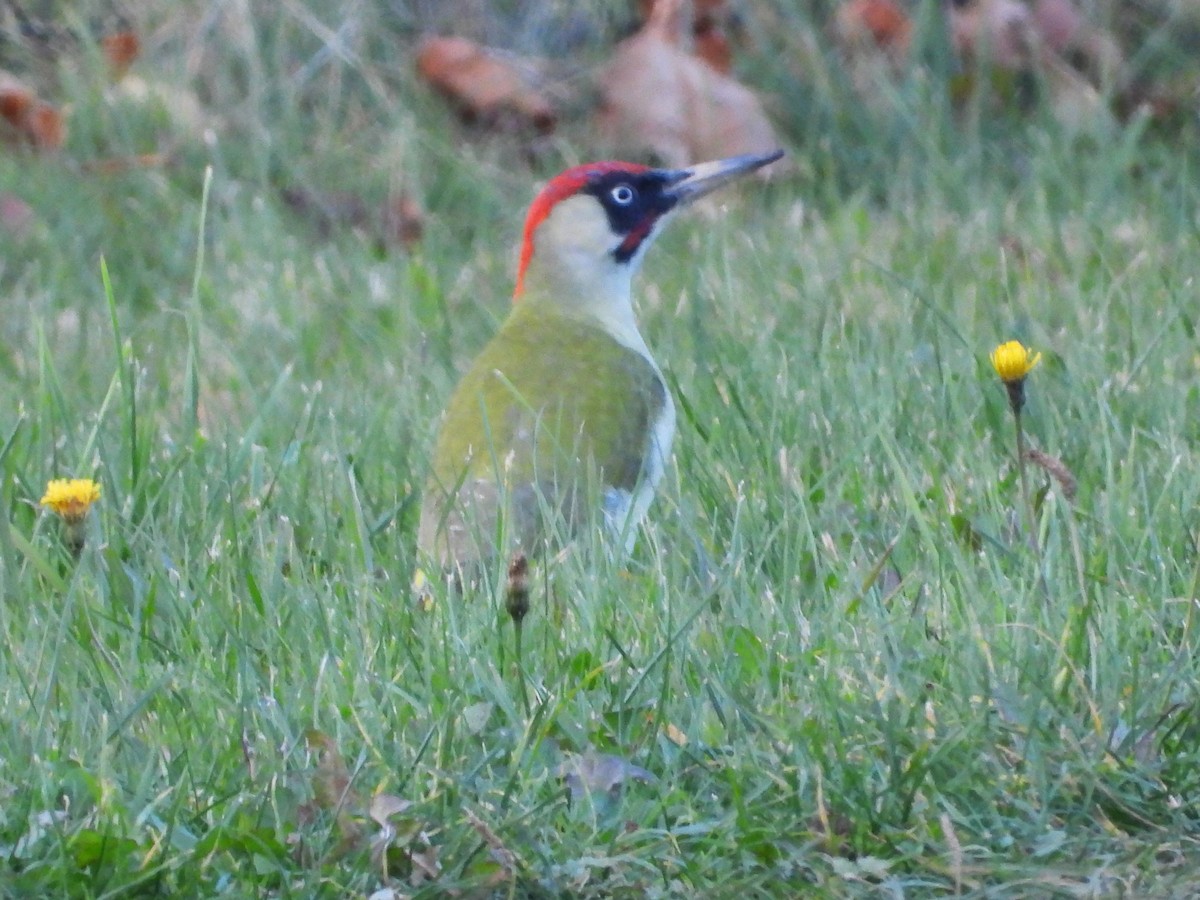 Eurasian Green Woodpecker - ML625396418