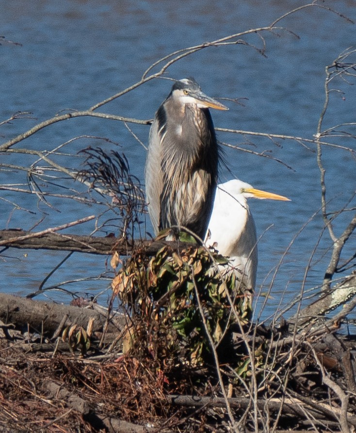 Great Egret - Lynn    <')))< Salmon