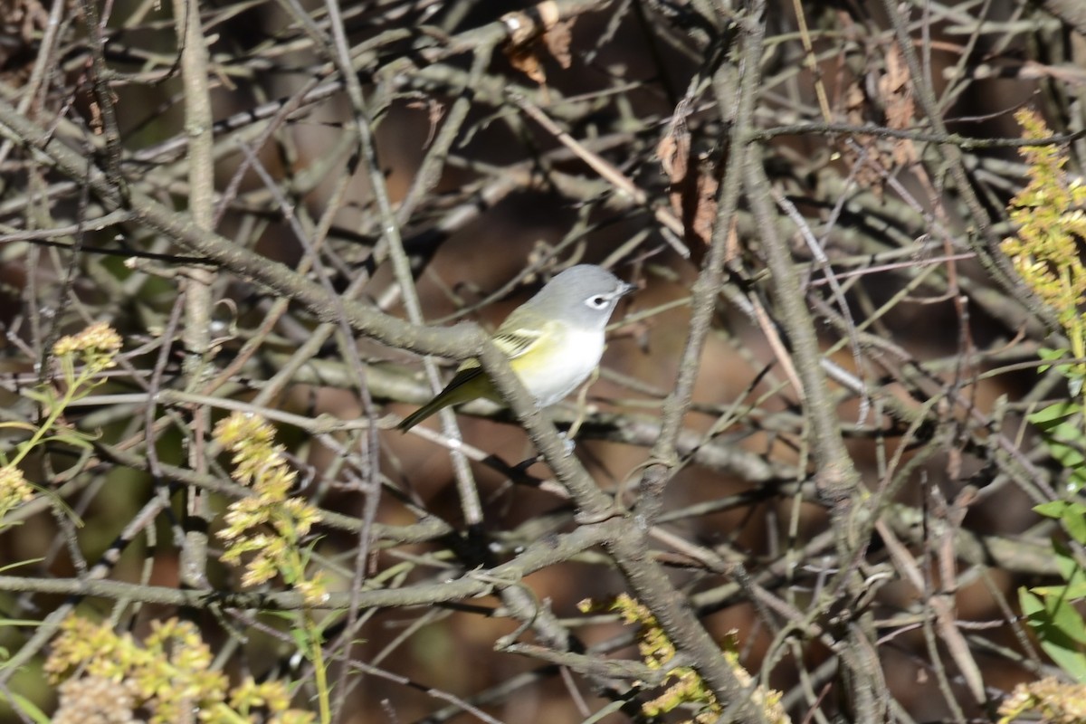 Blue-headed Vireo - ML625396692