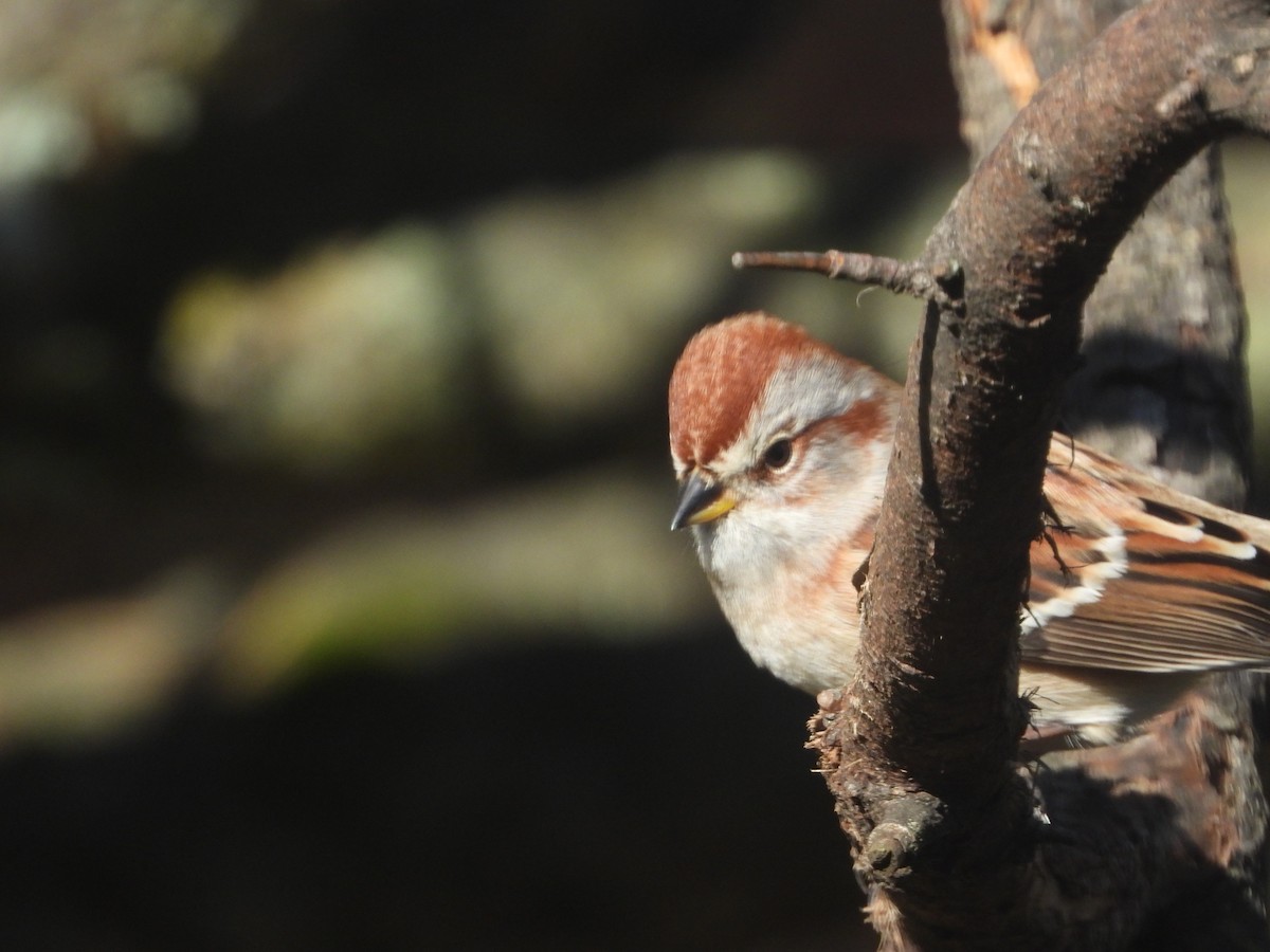 American Tree Sparrow - ML625396710