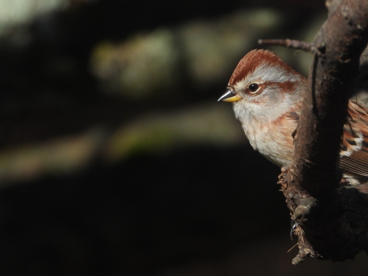 American Tree Sparrow - ML625396711