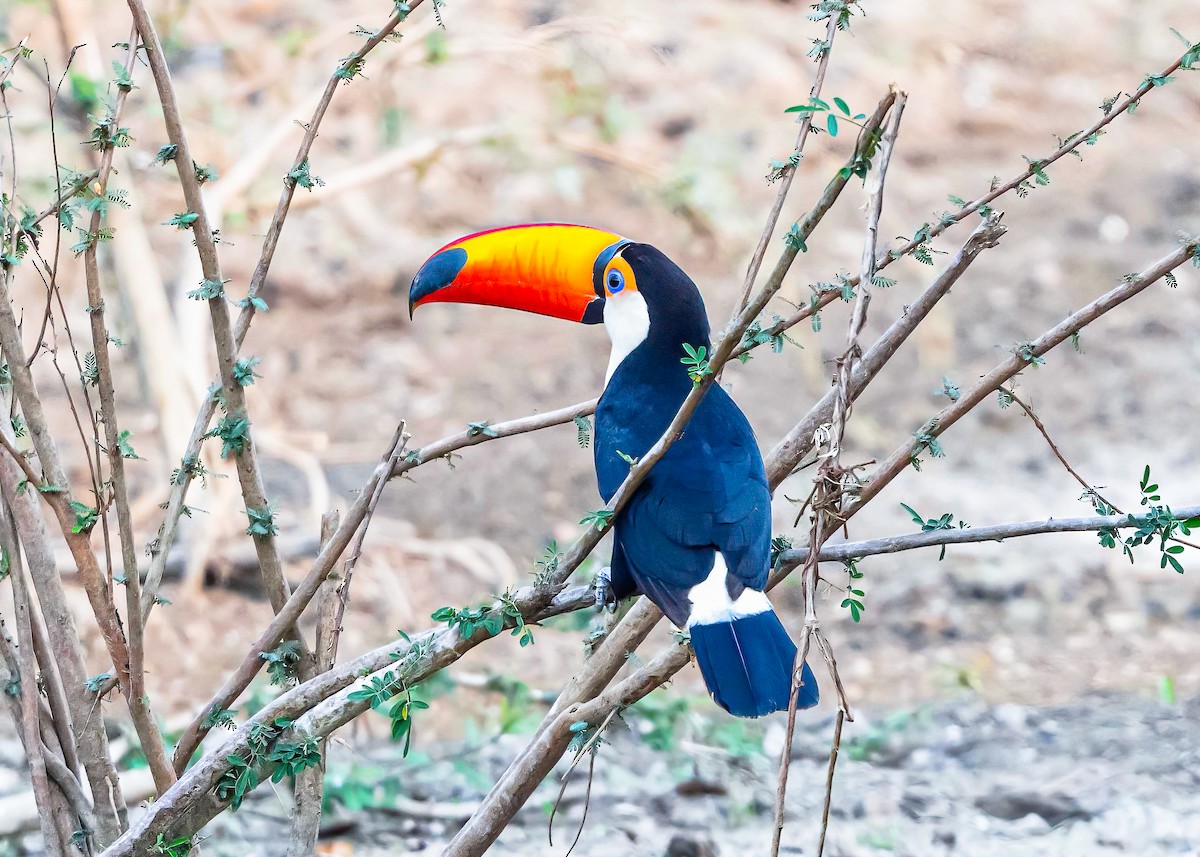 Toco Toucan - ML625396788